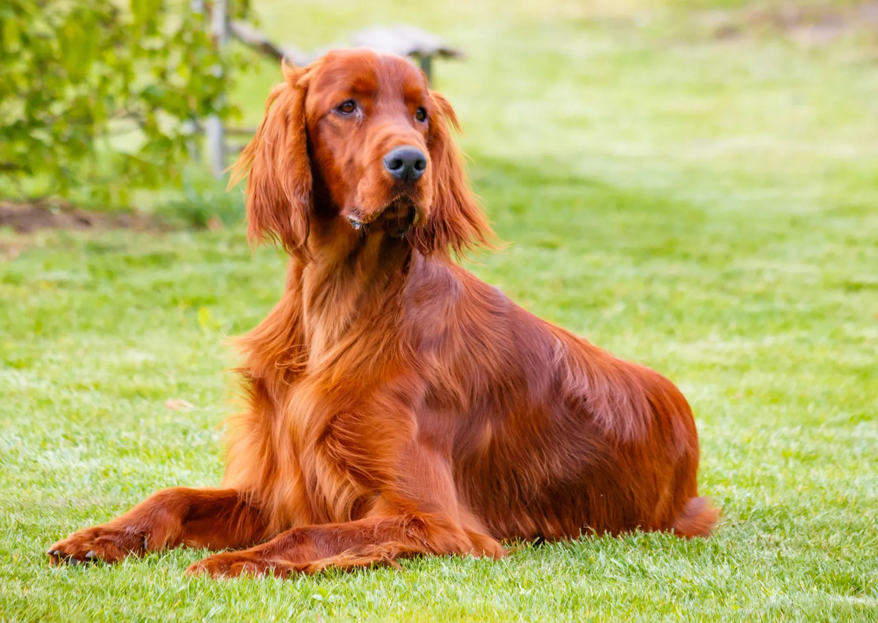 Setter Irlandais Rouge