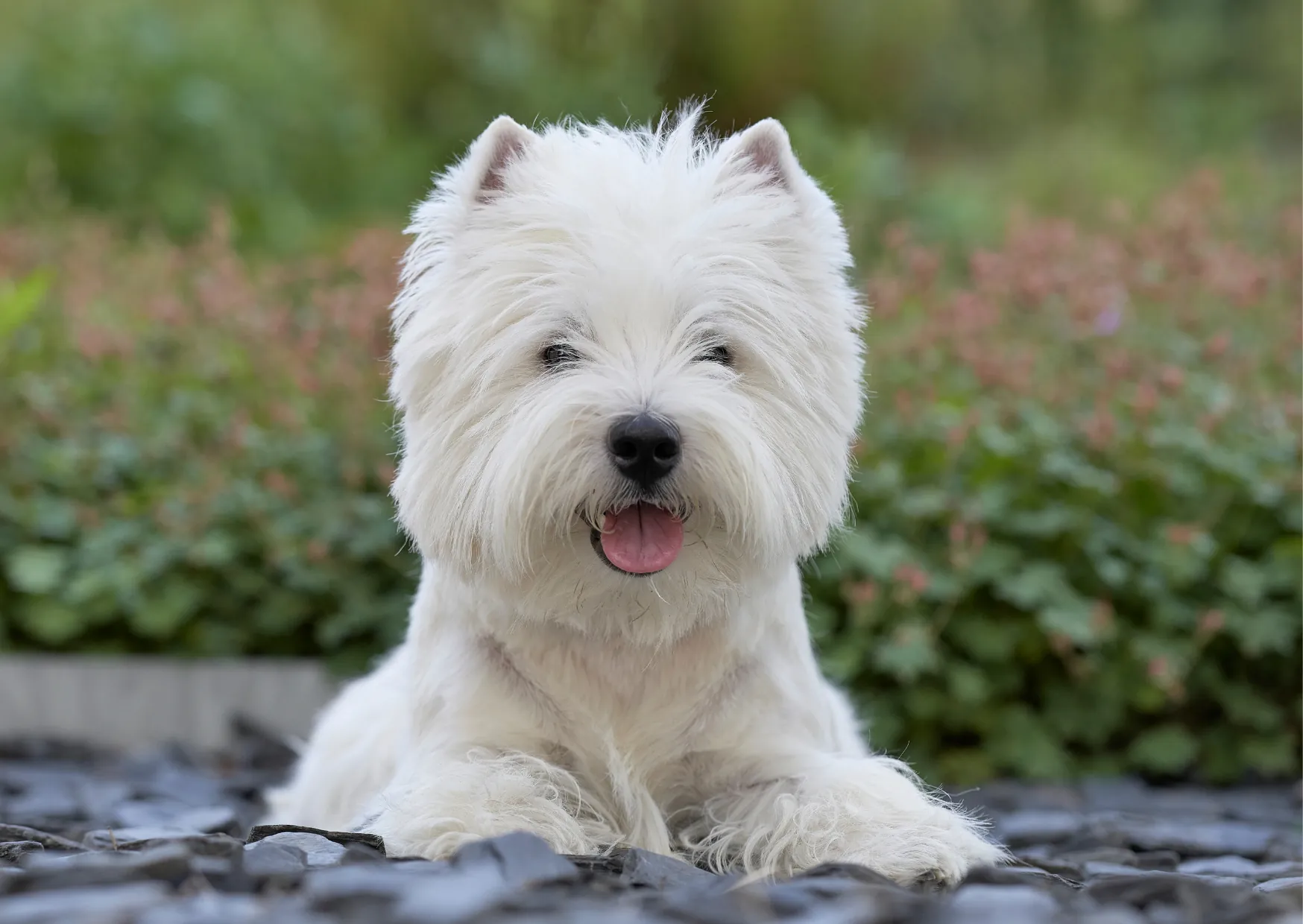 West Highland White Terrierb(Westie)