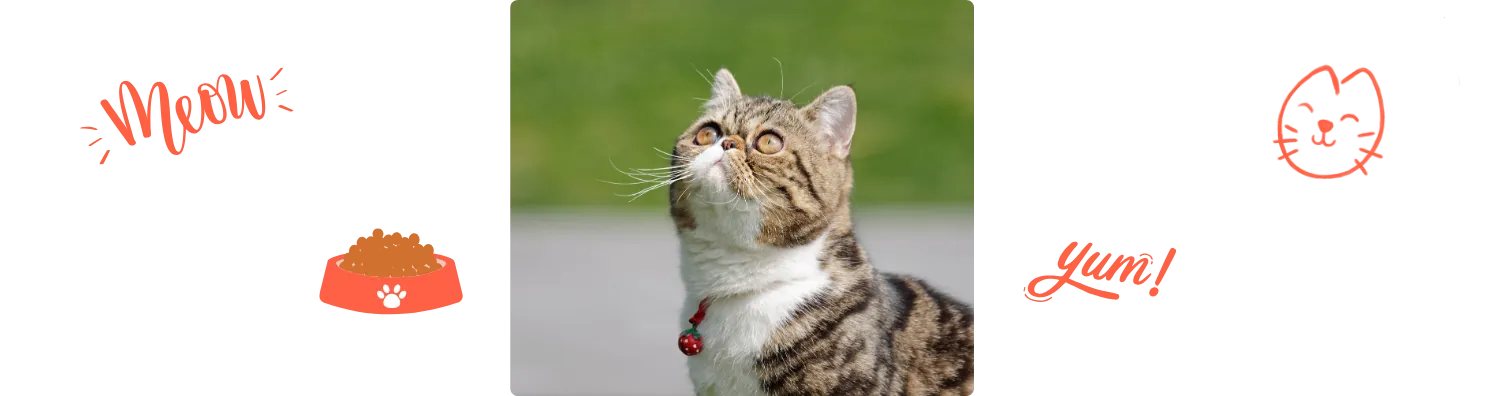 Aliment de l’Exotic Shorthair