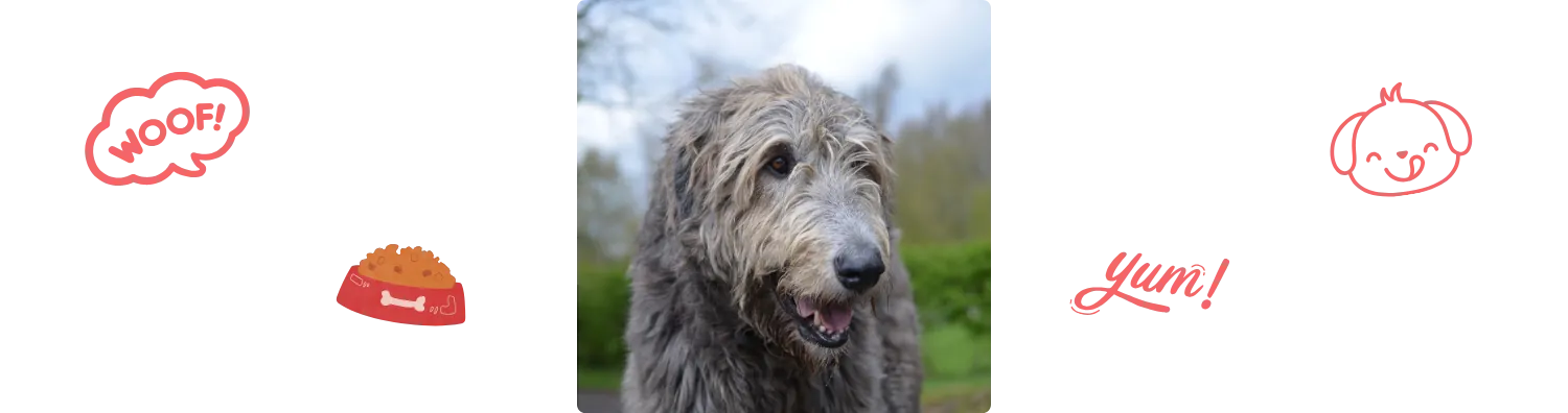 Aliment du Lévrier Irlandais