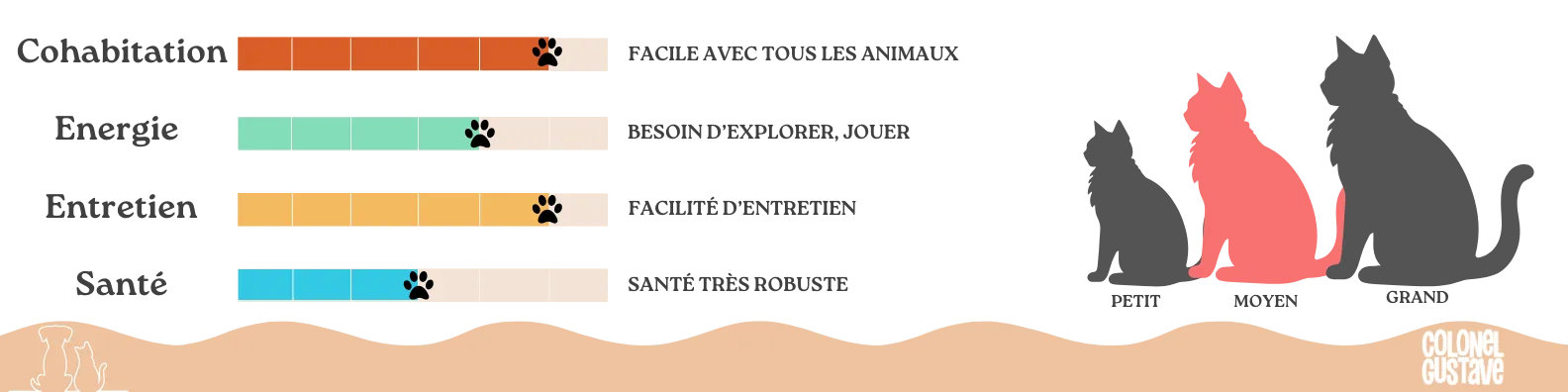 Caractéristiques de l’Exotic Shorthair