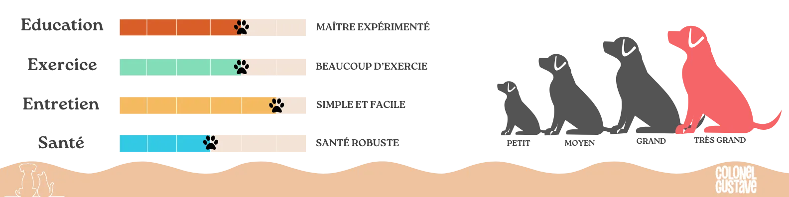 Caractéristiques du Lévrier Irlandais