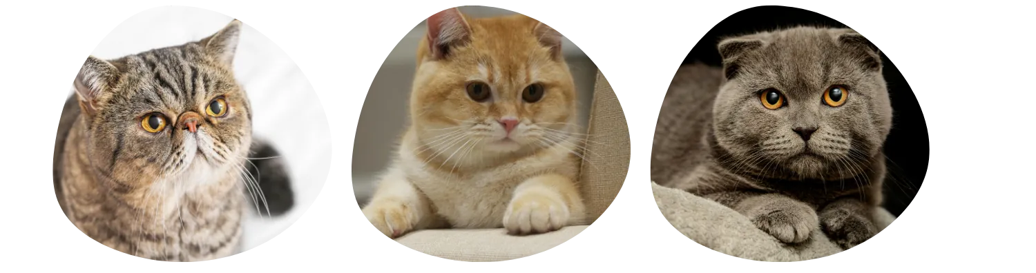 Couleurs de pelage de l’Exotic Shorthair