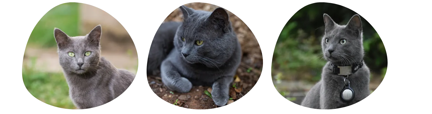 Couleurs de pelage du Bleu Russe