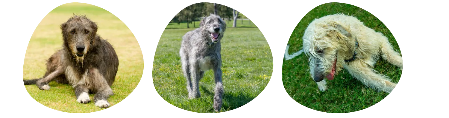 Couleurs de pelage du Lévrier Irlandais