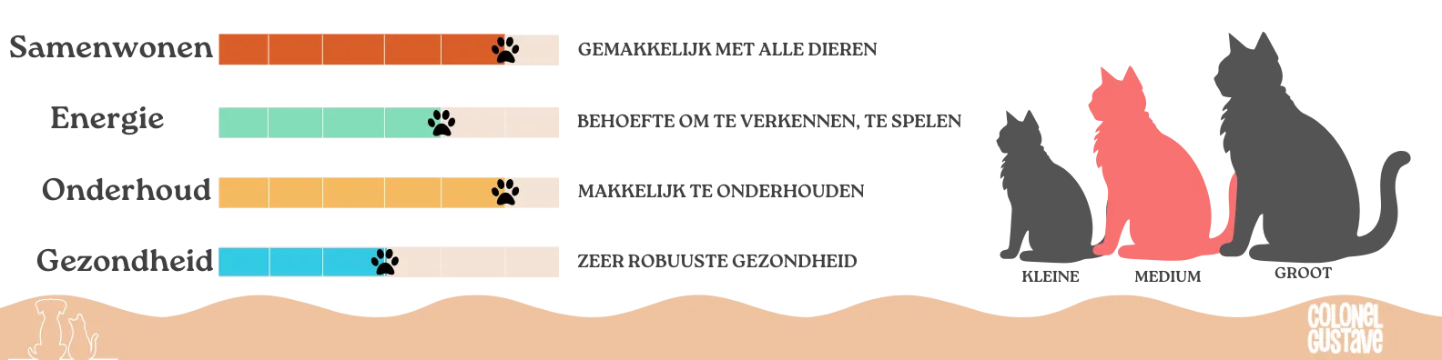 Kenmerken van de Exotic Shorthair