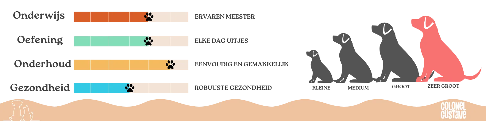 Kenmerken van de Ierse Wolfshond