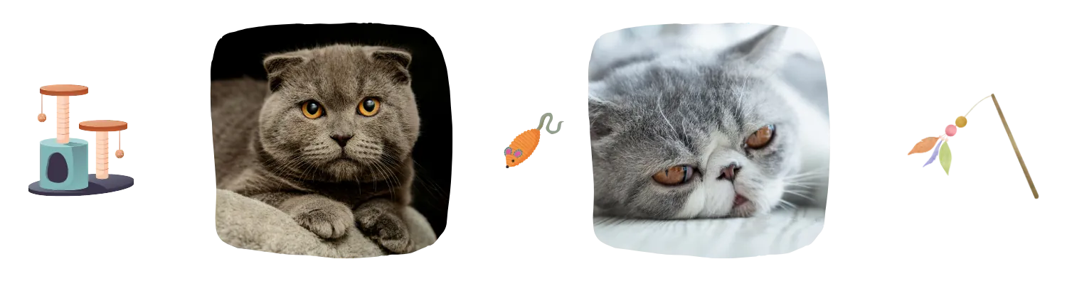 Vie idéale de l’Exotic Shorthair