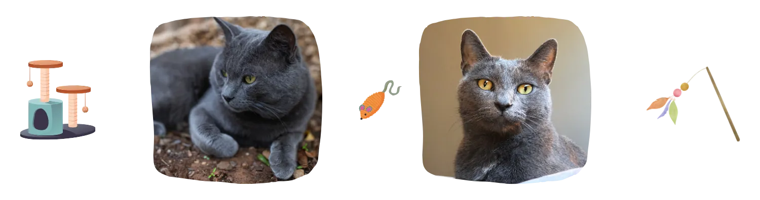 Vie idéale du Bleu Russe