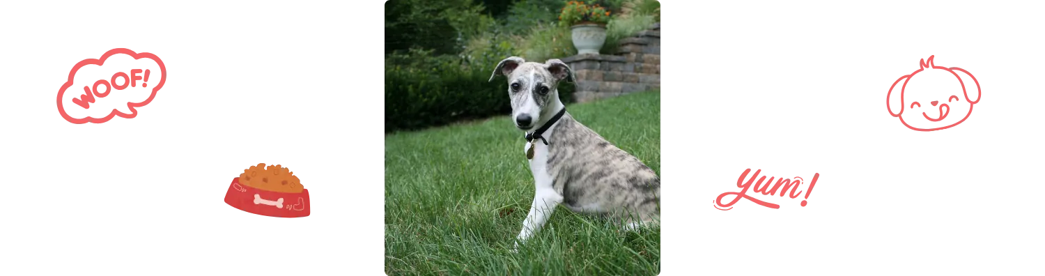 Aliment du Whippet