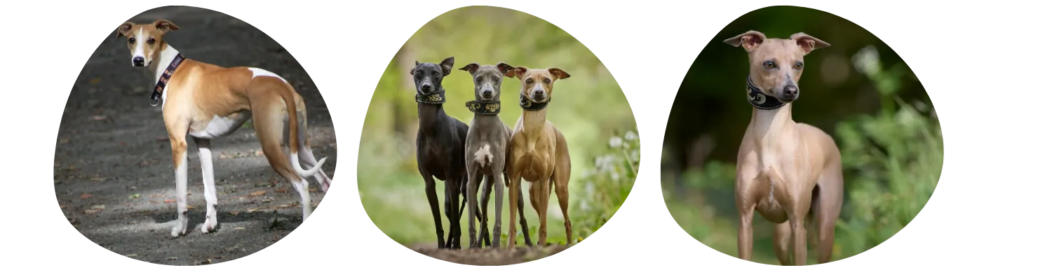 Couleurs de pelage du Whippet