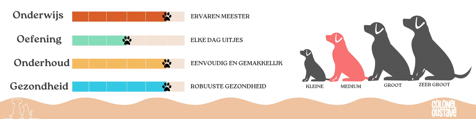 Kenmerken van de Whippet