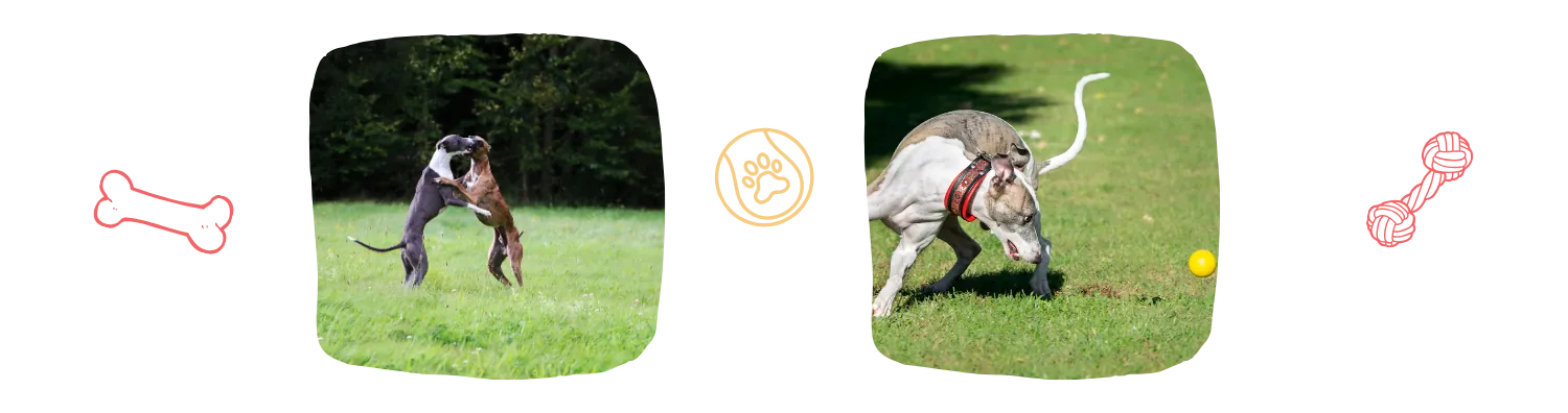 Vie idéale du Whippet