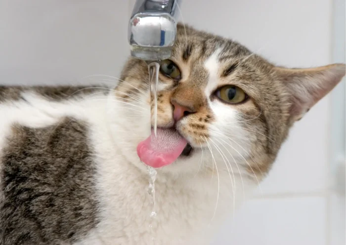 Mon chat ne boit pas: pourquoi la nourriture humide est essentielle