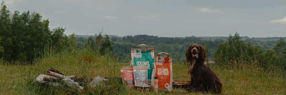 Colonel Gustave — engagements