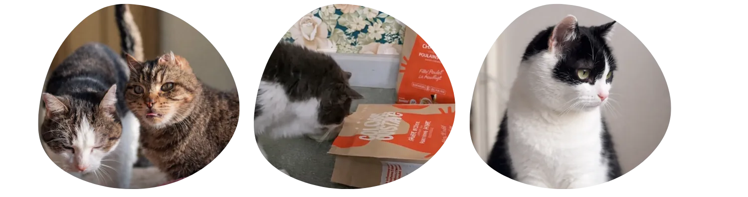 Les chats du refuge animalier de Belgique