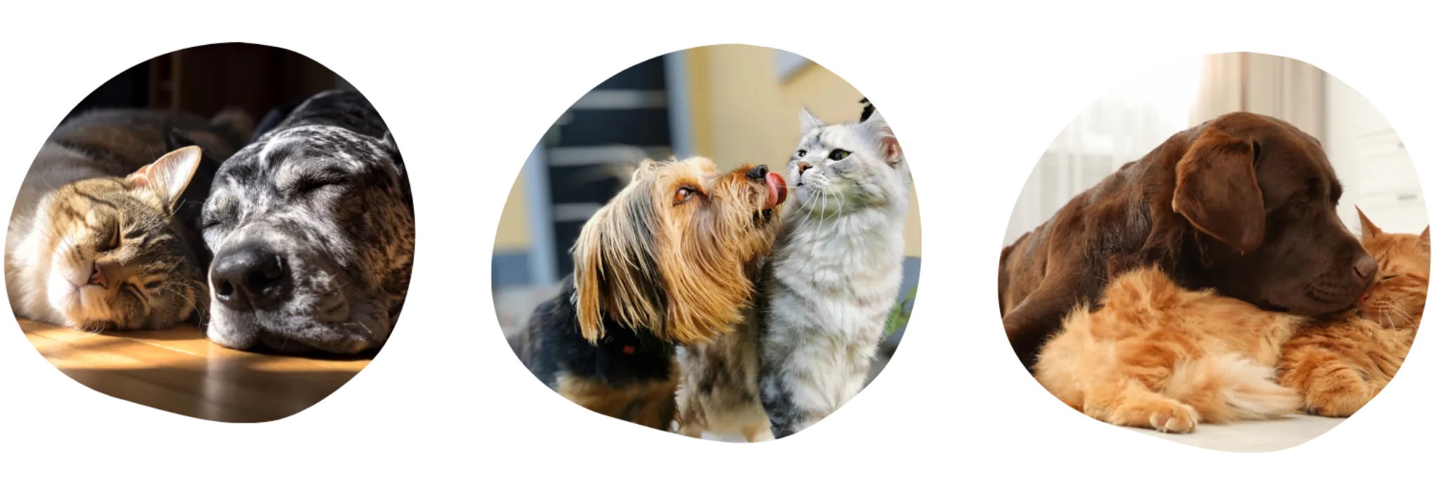 Est-ce possible de faire cohabiter un chiot avec un chat