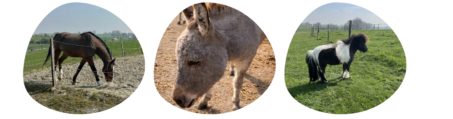 Des rescapés du refuge animalier en Belgique