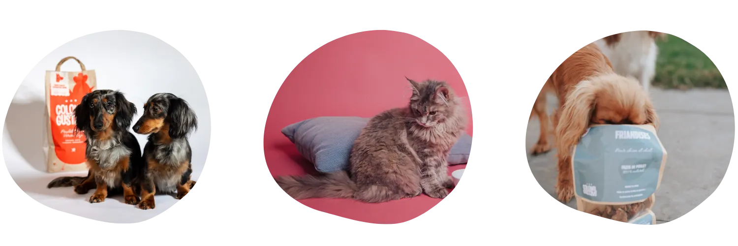 Adopter un chiot avec un chat: Comment réussir la cohabitation ?