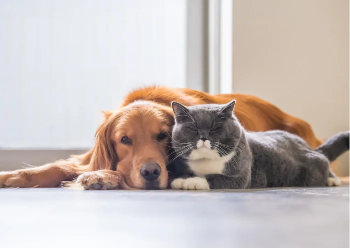 Adopter un chiot avec un chat: Comment réussir la cohabitation ?