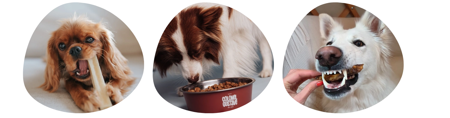 Chiens qui dégustent des friandises locales Colonel Gustave