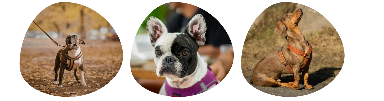Chiens qui portent différents types d'harnais
