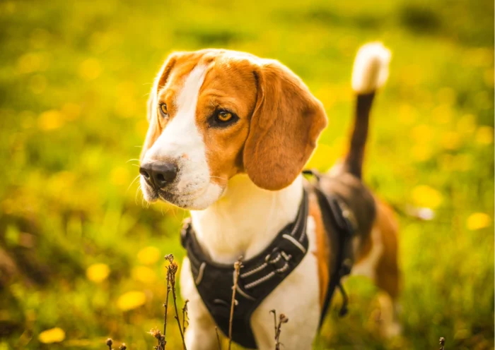 Choisir un harnais pour chien: le guide complet 2026