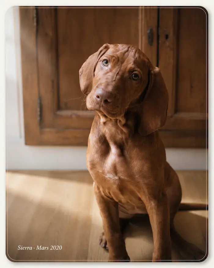 Sierra, braque hongrois, mascotte de Colonel Gustave