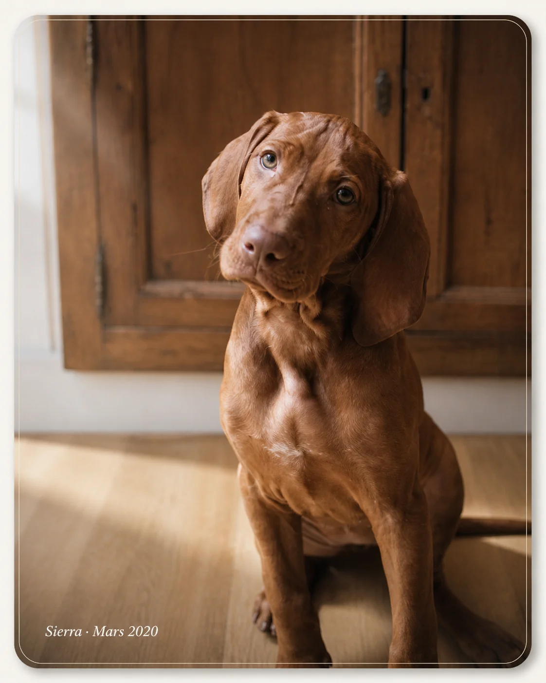 Sierra, braque hongrois, mascotte de Colonel Gustave