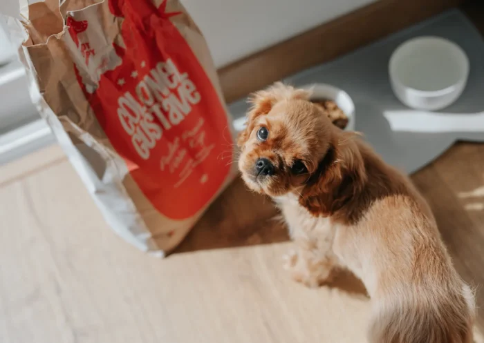 Comment réussir la transition alimentaire de son chien ?